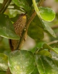 Speckled Spinetail